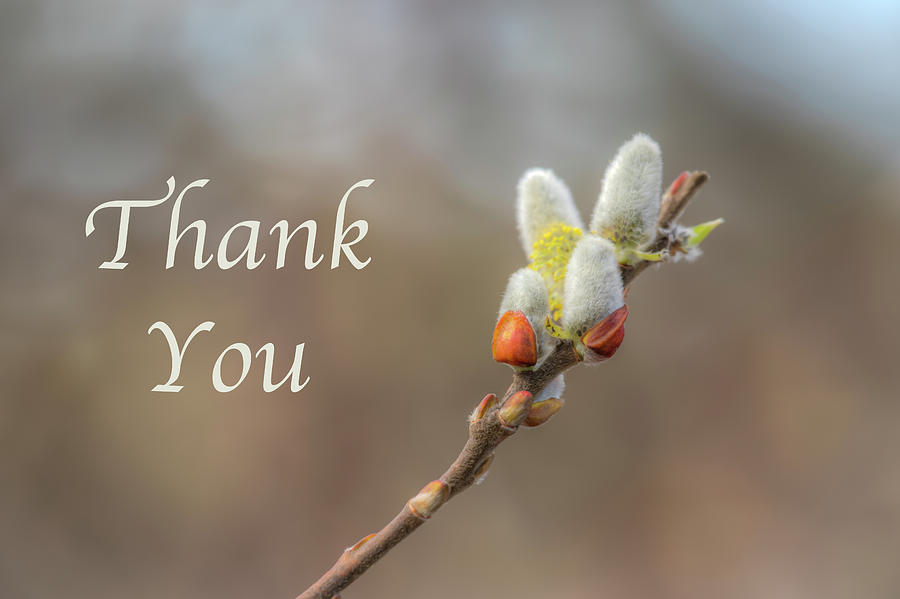Thank You - Pussy Willow 0887 Photograph