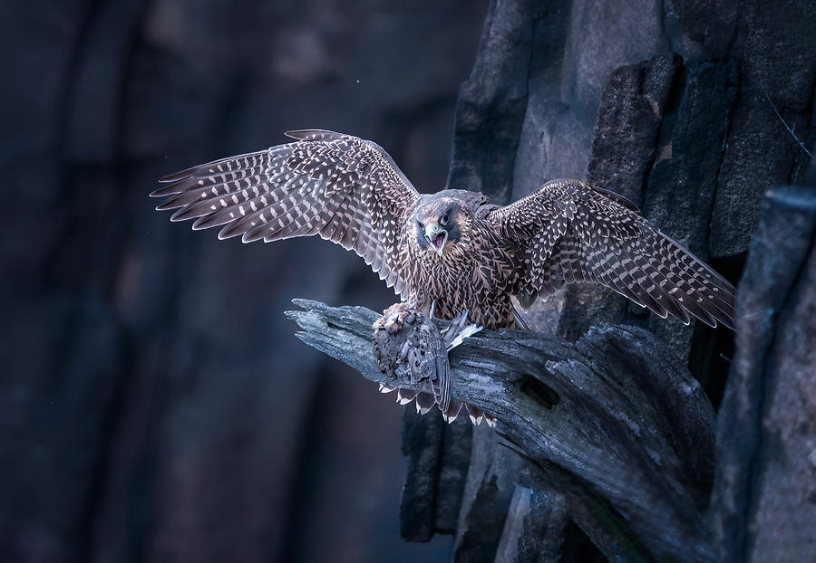 Falcon Photograph - Thank You,dad! by Tao Huang