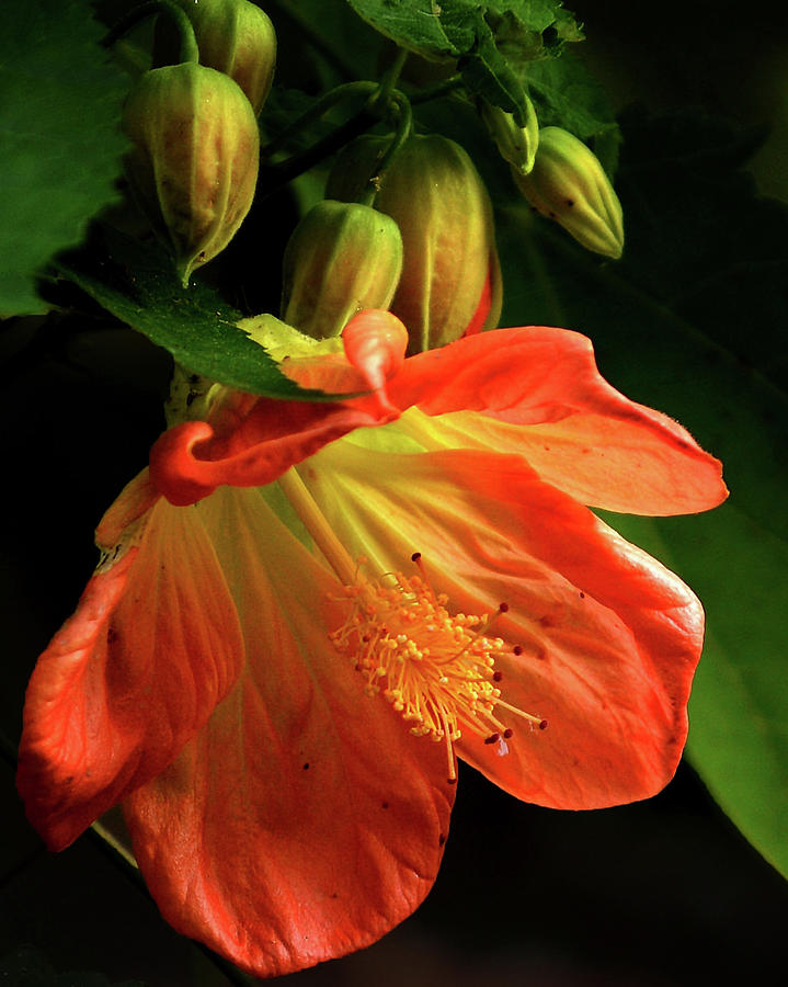 Thankful by Susan Callaway Thankful by Susan Callaway