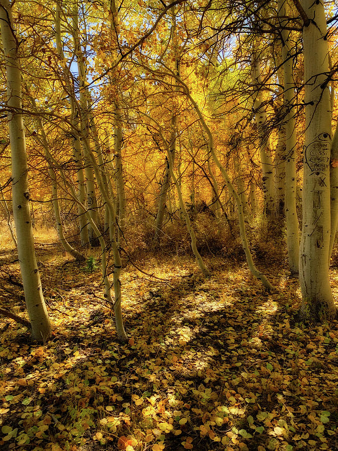 Thanksgiving Morning by Steph Gabler Thanksgiving Morning by Steph Gabler