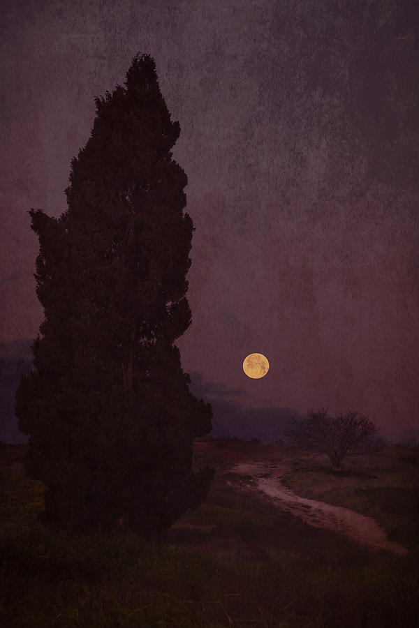 That Big Cypress Photograph by Levy Davish