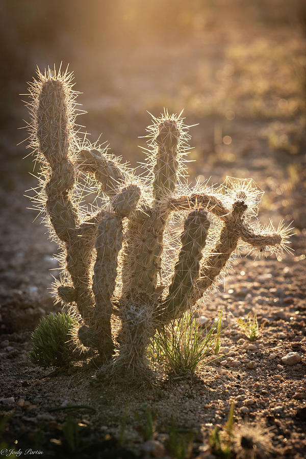 That Desert Sun Photograph by Jody Partin