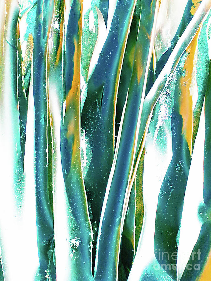 That Funky Seaweed Photograph by Rebecca Harman