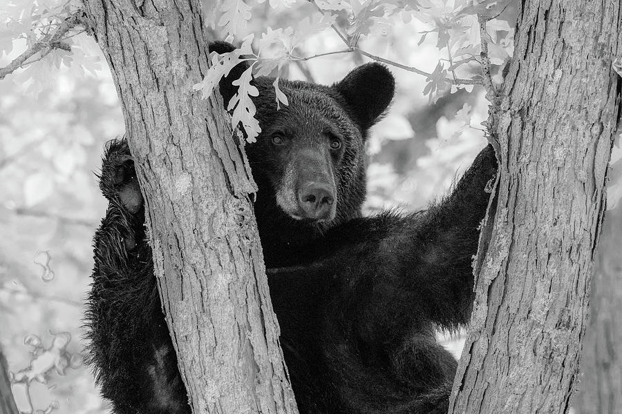 That Handsome Bear, Infrared Version Photograph by Marcy Wielfaert