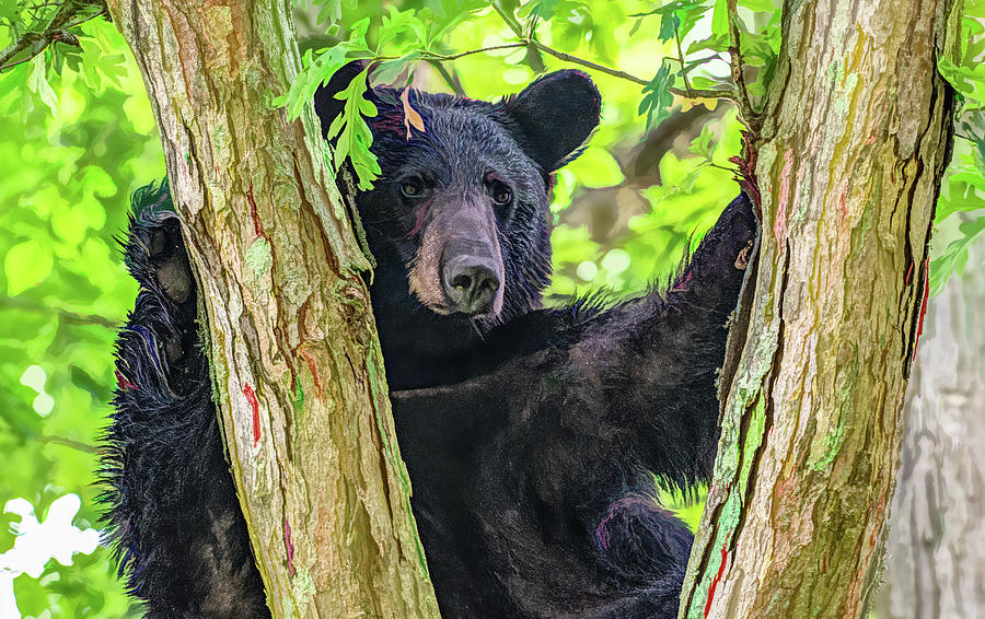 That Handsome Bear Photograph by Marcy Wielfaert