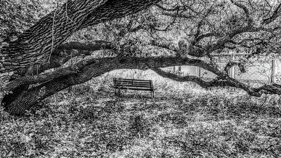 That Old Park Bench Photograph by Ivars Vilums
