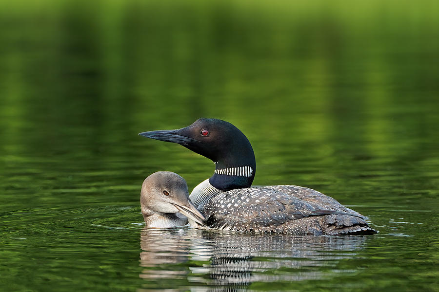 Loon Photograph - That Warm Fuzzy Feeling by Lucie Gagnon