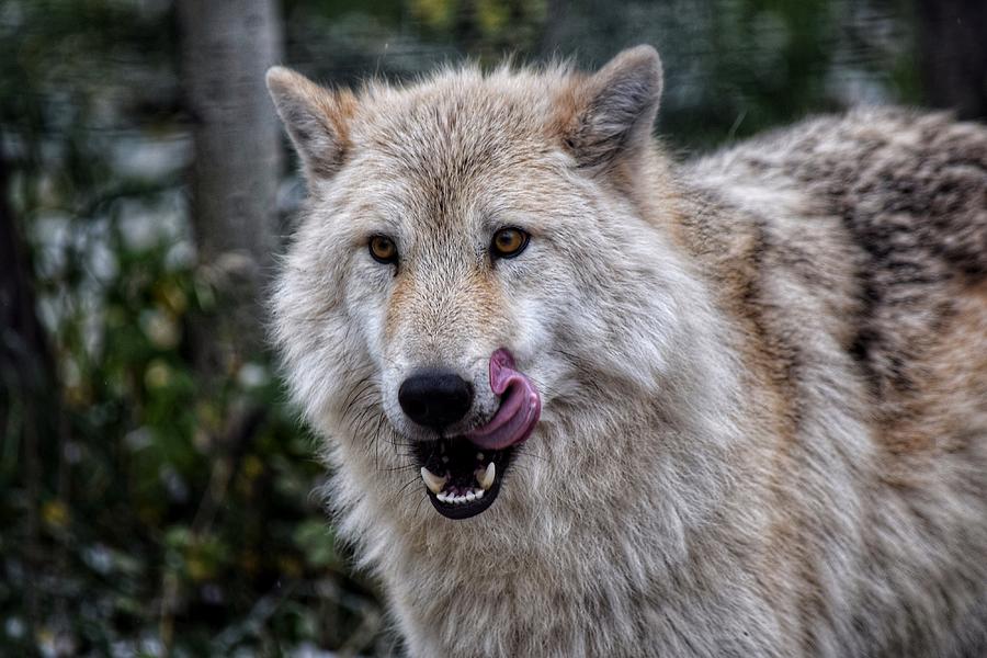 That Was Tasty Photograph by Dana Hardy - Fine Art America