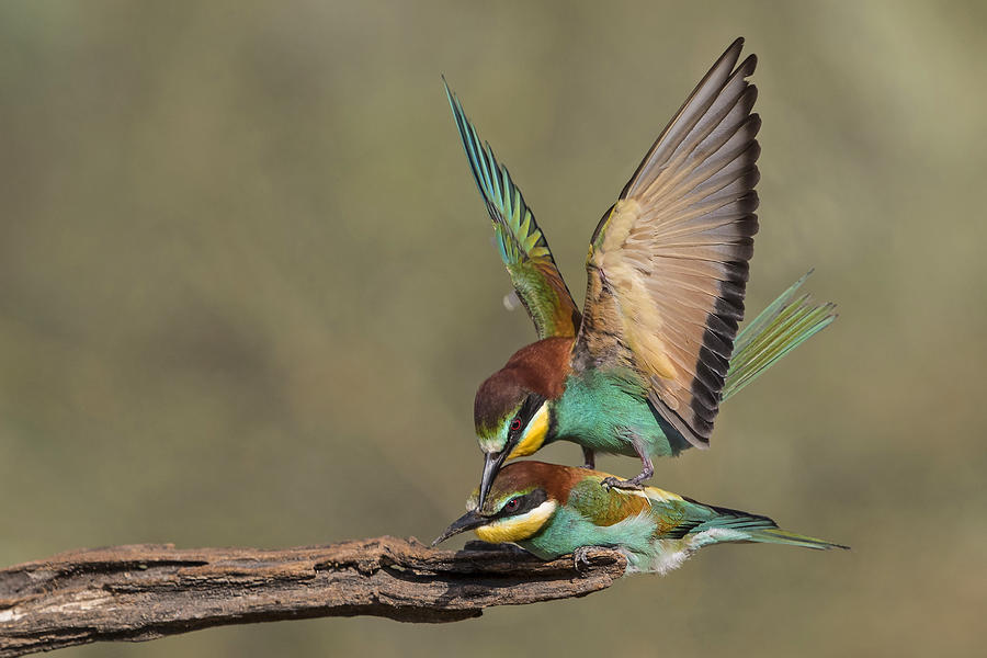 Bird Photograph - Thats Love by Amnon Eichelberg