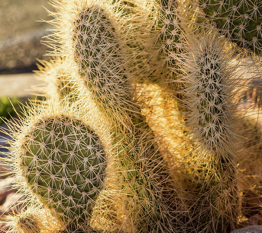 Thats One Prickly Pear Photograph by Randall Evans