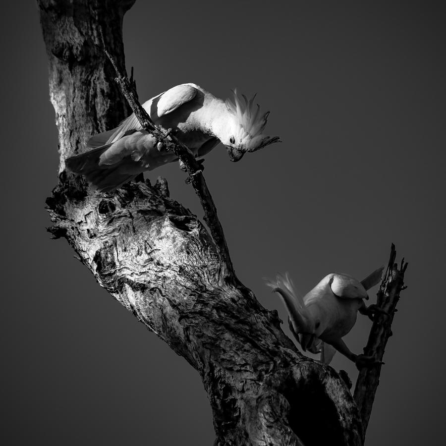 Cockatoo Photograph - That\s Where It Fell In... by Zina Heg