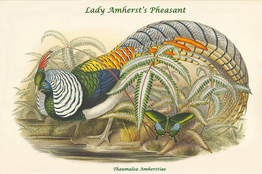 Bird Painting - Thaumalea Amherstiae - Lady Amhersts Pheasant by John Gould