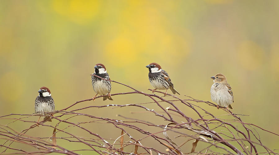 Bird Photograph - The 4 Sparrows by Shlomo Waldmann