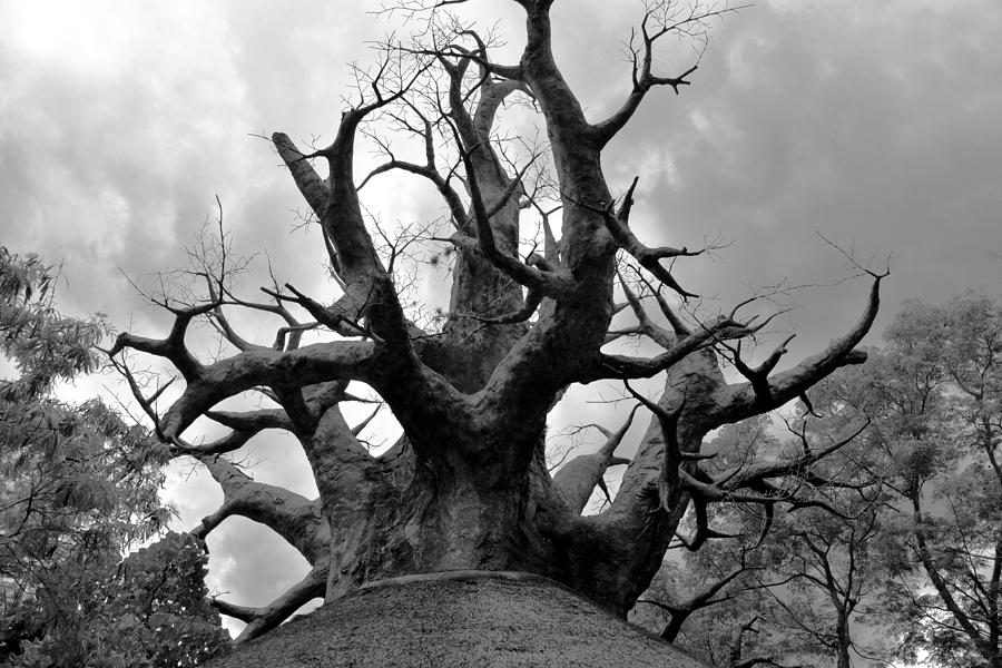 The African Baobab Tree Photograph by David Lee Thompson