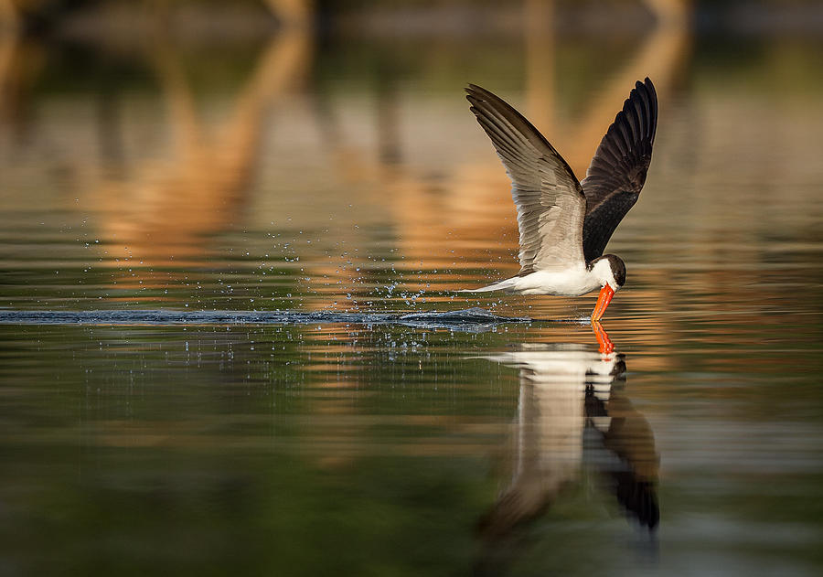 Skimmer Photograph - The African Skimmer by Jaco Marx