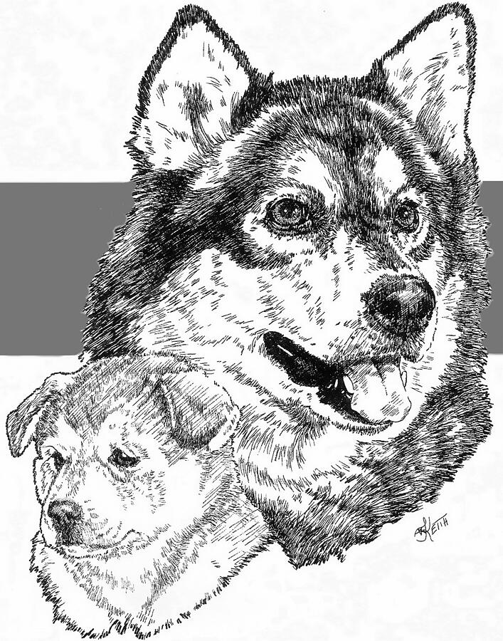 The Alaskan Malamute and Pup Drawing by Barbara Keith