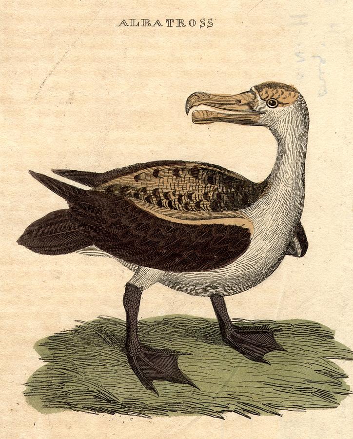 The Albatross Digital Art by Hulton Archive