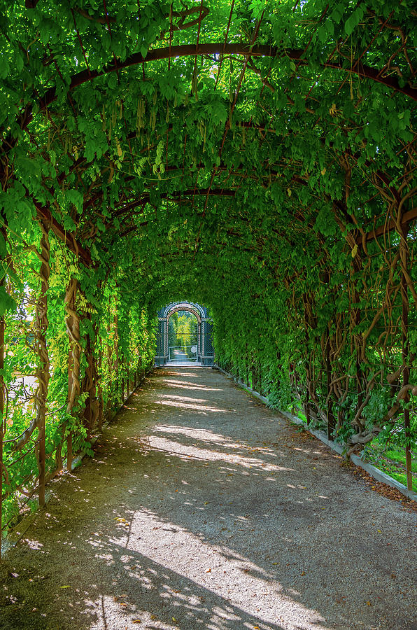 Alley Photograph - The Alley Of The Ivy by Borja Robles Alley Photograph - The Alley Of The Ivy by Borja Robles