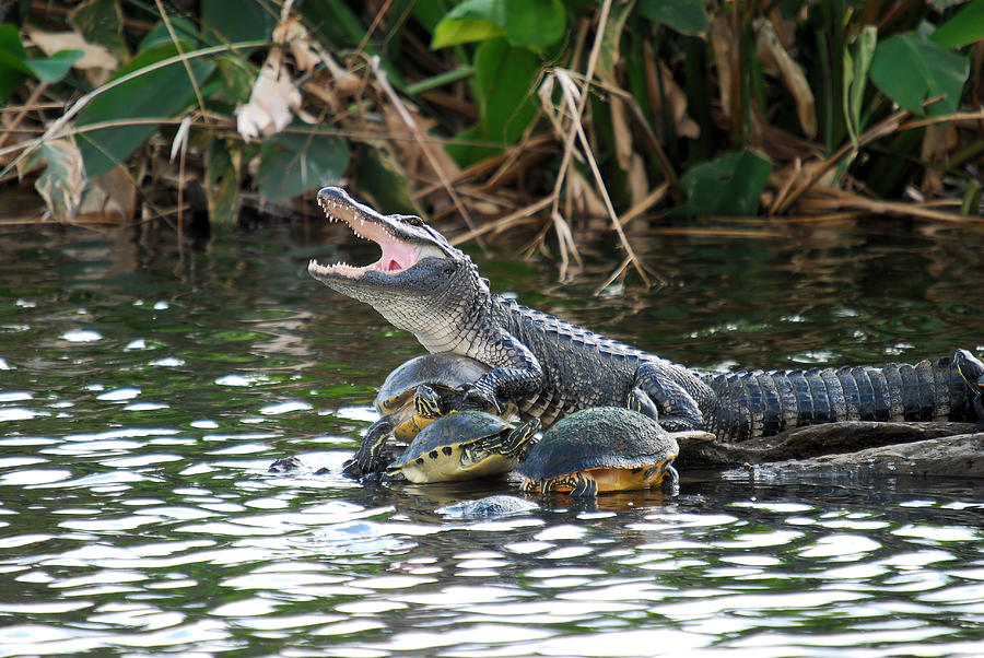 The Alligator And The Turtle Photograph by Cavan Images The Alligator And The Turtle Photograph by Cavan Images