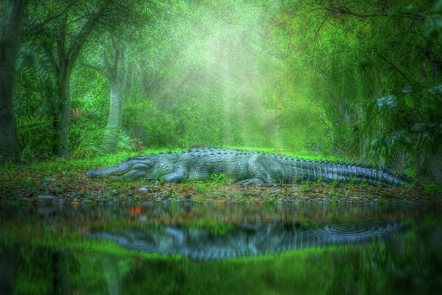 The Alligator by the Creek Photograph by Mark Andrew Thomas