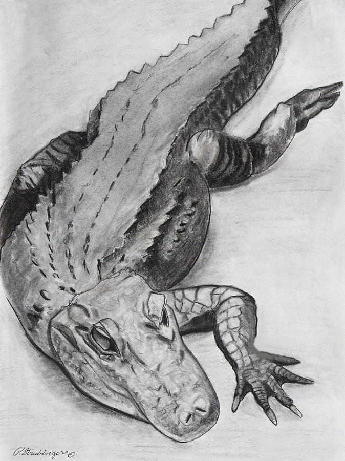 Download Crocodile Alligator Drawing Royalty-Free Vector Graphic - Pixabay