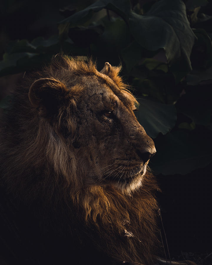 Jungle Photograph - The Alpha! by Kanchan Singodia