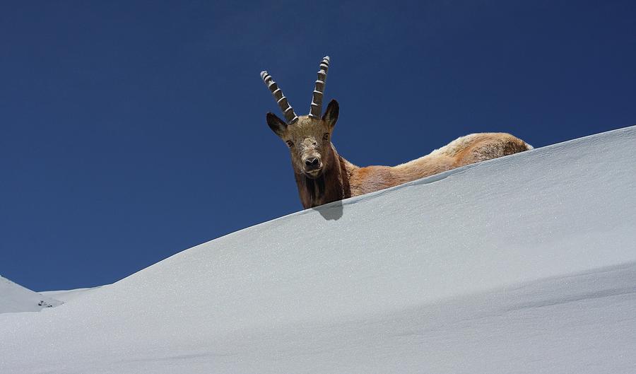 The Alpine Ibex Photograph by Zahoor Salmi