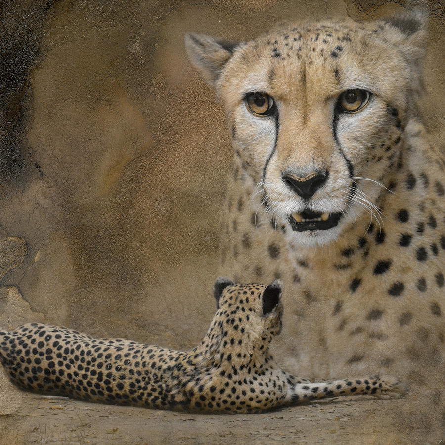 The Amazing Cheetah Photograph by Jai Johnson