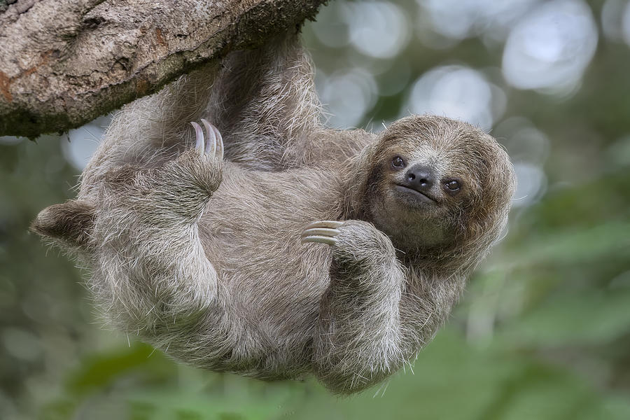 The Amazing Loving Three Toed Sloth Photograph by Linda D Lester