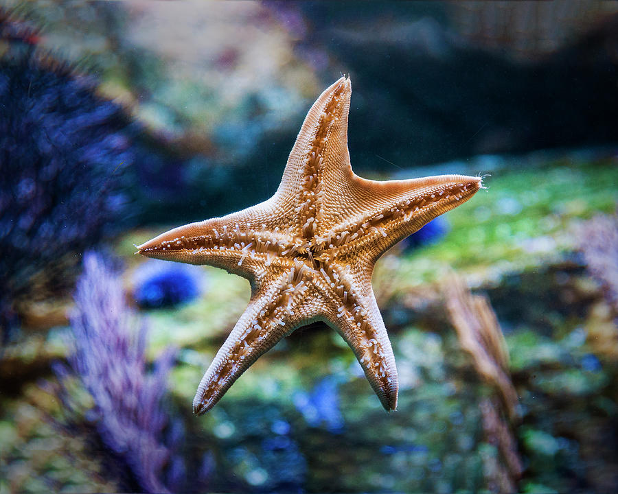 Sea Star Photograph - The Amazing Sea Star by Nazeem Sheik Sea Star Photograph - The Amazing Sea Star by Nazeem Sheik