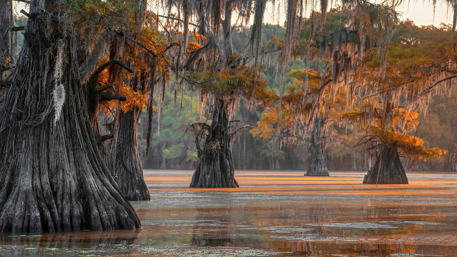 The Amber Pathway Photograph by Robert Miller | Fine Art America