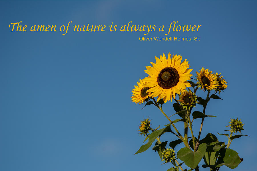 The Amen of Nature is Always a Flower Photograph by Douglas Wielfaert