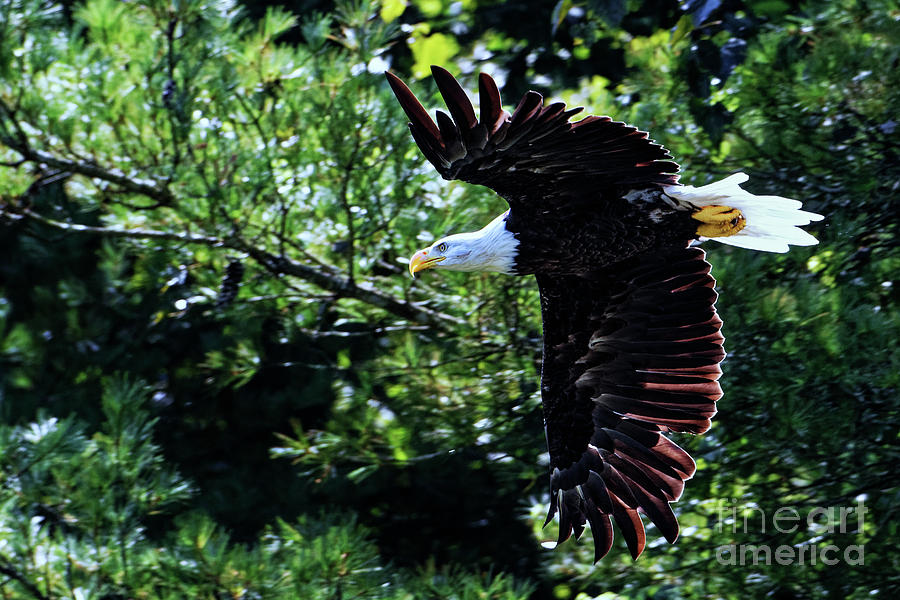 The American Bald Eagle Photograph