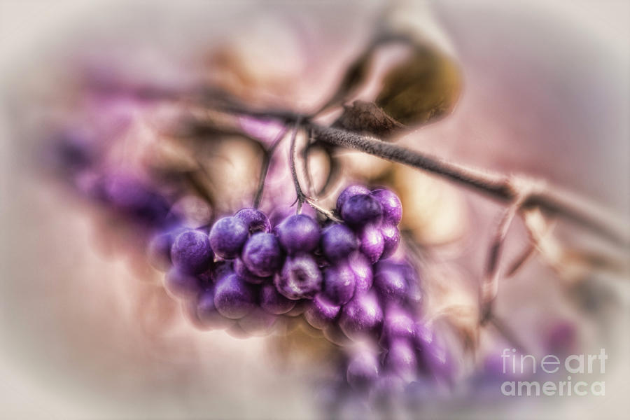 French Mulberry Photograph - The American Beautyberry by Mary Lou Chmura