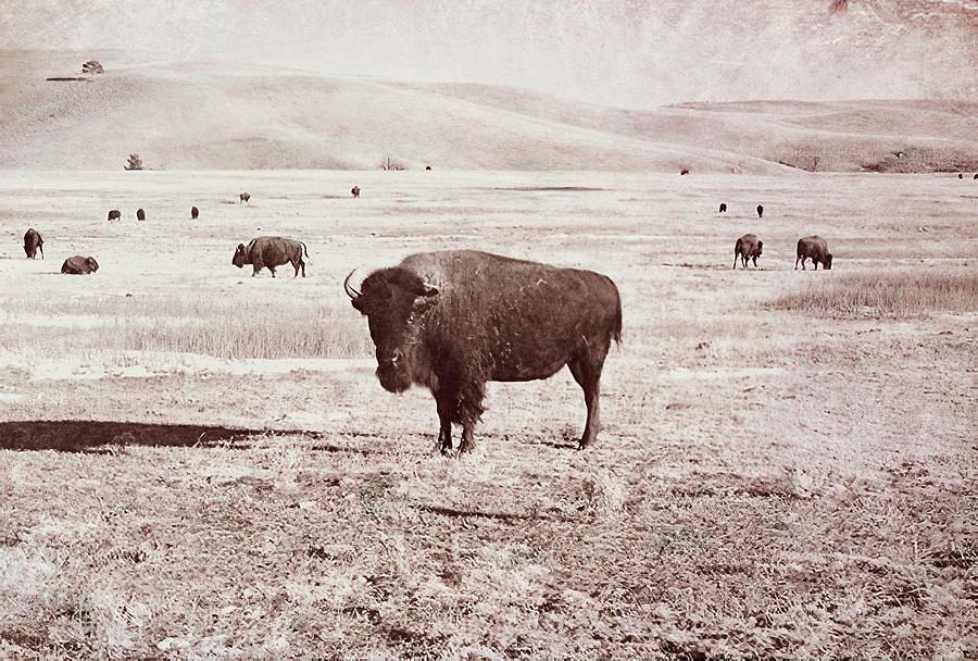 The American Bison  Photograph by Cathy Anderson