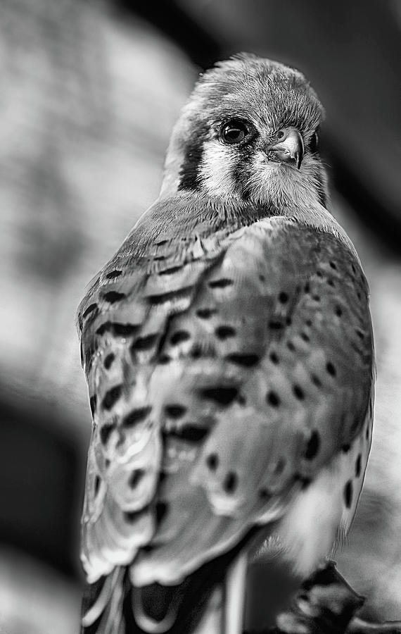The American Kestrel Black and White Photograph by Kyle Findley