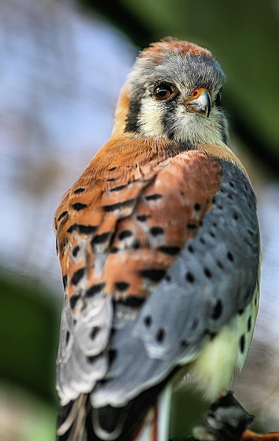 The American Kestrel Photograph by Kyle Findley