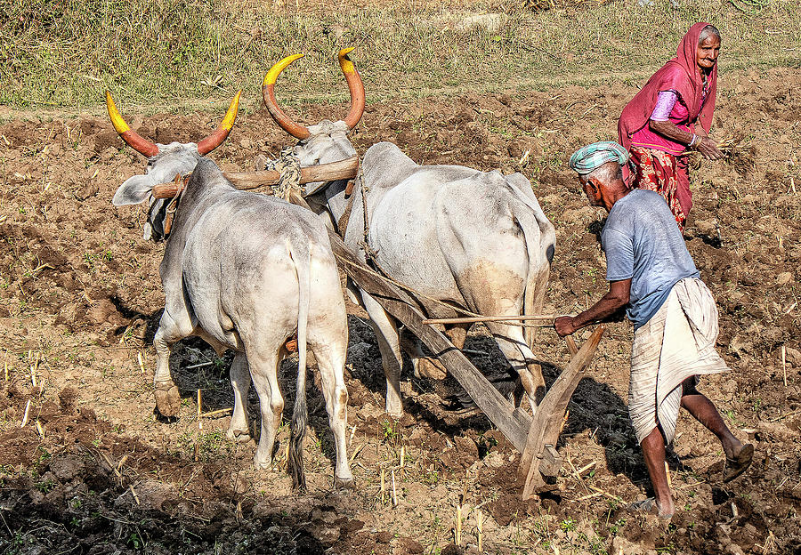 The Ancient Ways of Farming Photograph by Photos By Pharos Fine Art