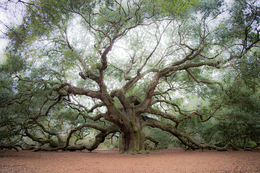 The Angel Oak Photograph by Kylie Jeffords