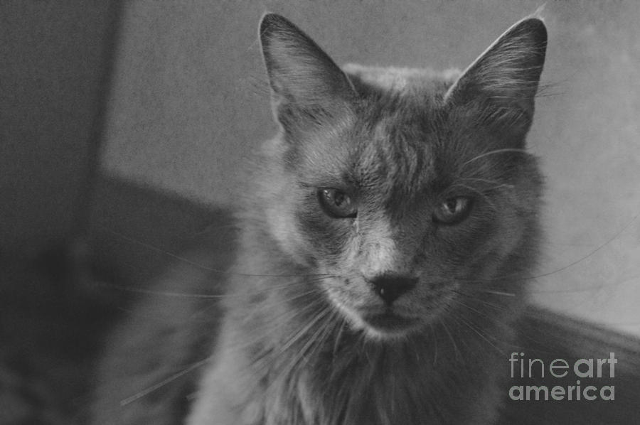 The angry cat - black and white Photograph by Yavor Mihaylov