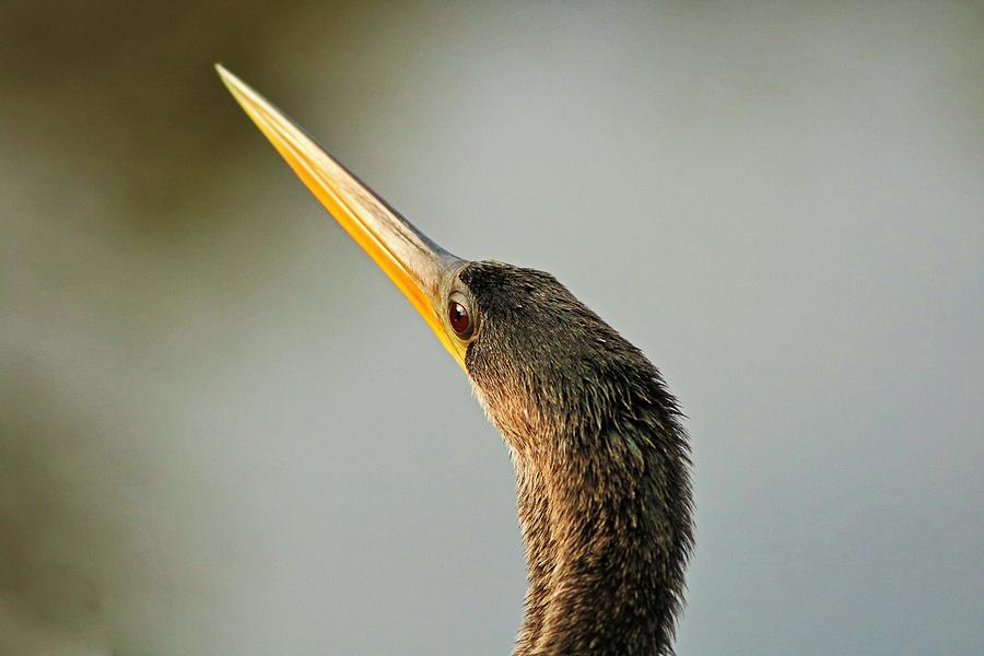 The Anhinga Eye Photograph by Michiale Schneider