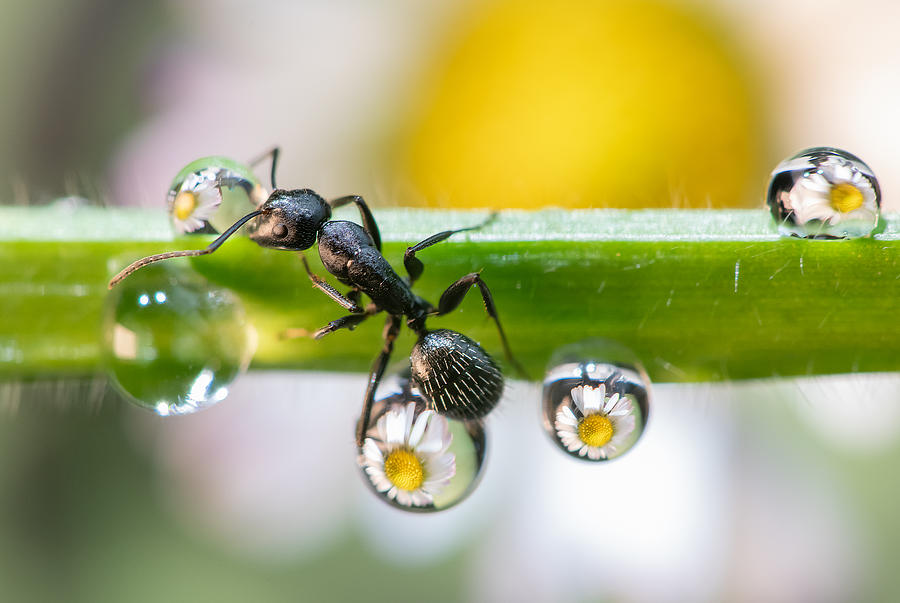 Ant Photograph - The Ant Between The Drops by Emanuele Caleffi