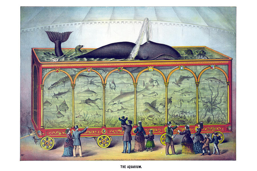 The Aquarium Painting by Gibson & Co.