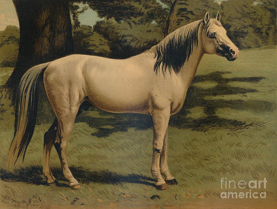 Horse Drawing - The Arab Pony Charger Of General Sir by Print Collector
