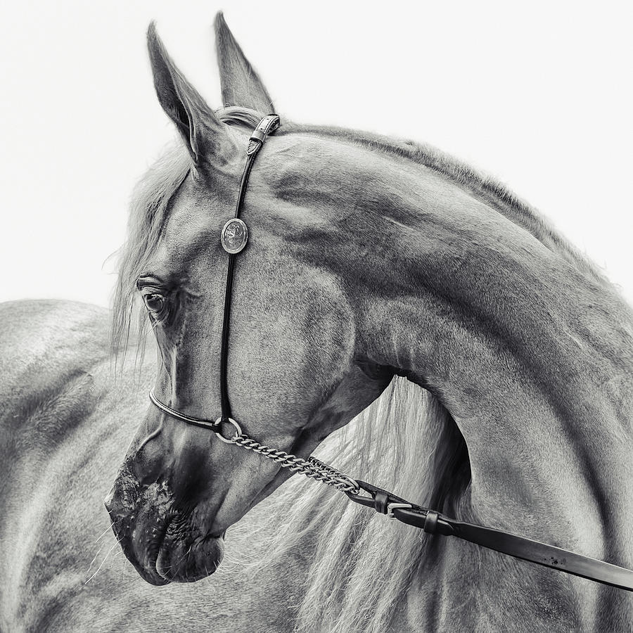 Black And White Photograph - The Arabian Horse by Piet Flour