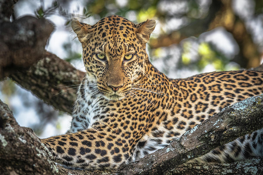 Wildlife Photograph - The Arboreal King by Jeffrey C. Sink