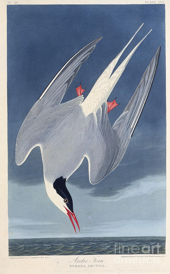 The Arctic Tern From The Birds Drawing by Heritage Images