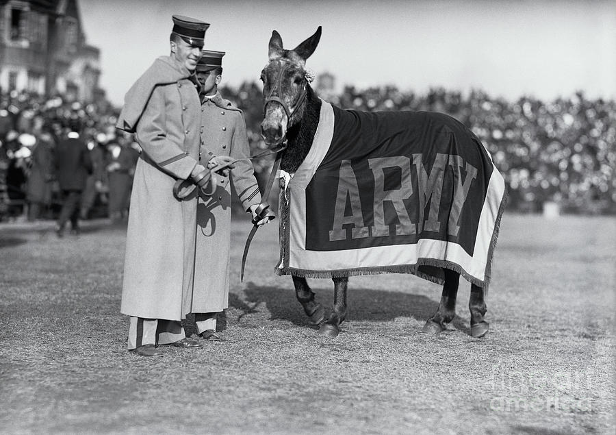 The Army Mule At Army Navy Football Game Photograph by Bettmann