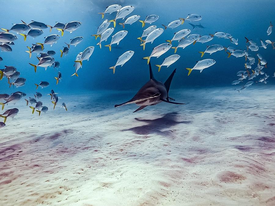 Underwater Photograph - The Arrival by Serge Melesan Underwater Photograph - The Arrival by Serge Melesan