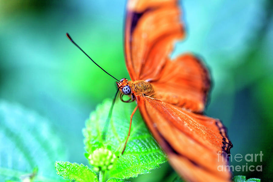The Art of Butterfly Colors Photograph by John Rizzuto
